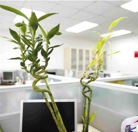 [新聞] 炎熱夏季放置在辦公室裡的水培植物該如何打理呢
